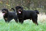 ROTTWEILER 454